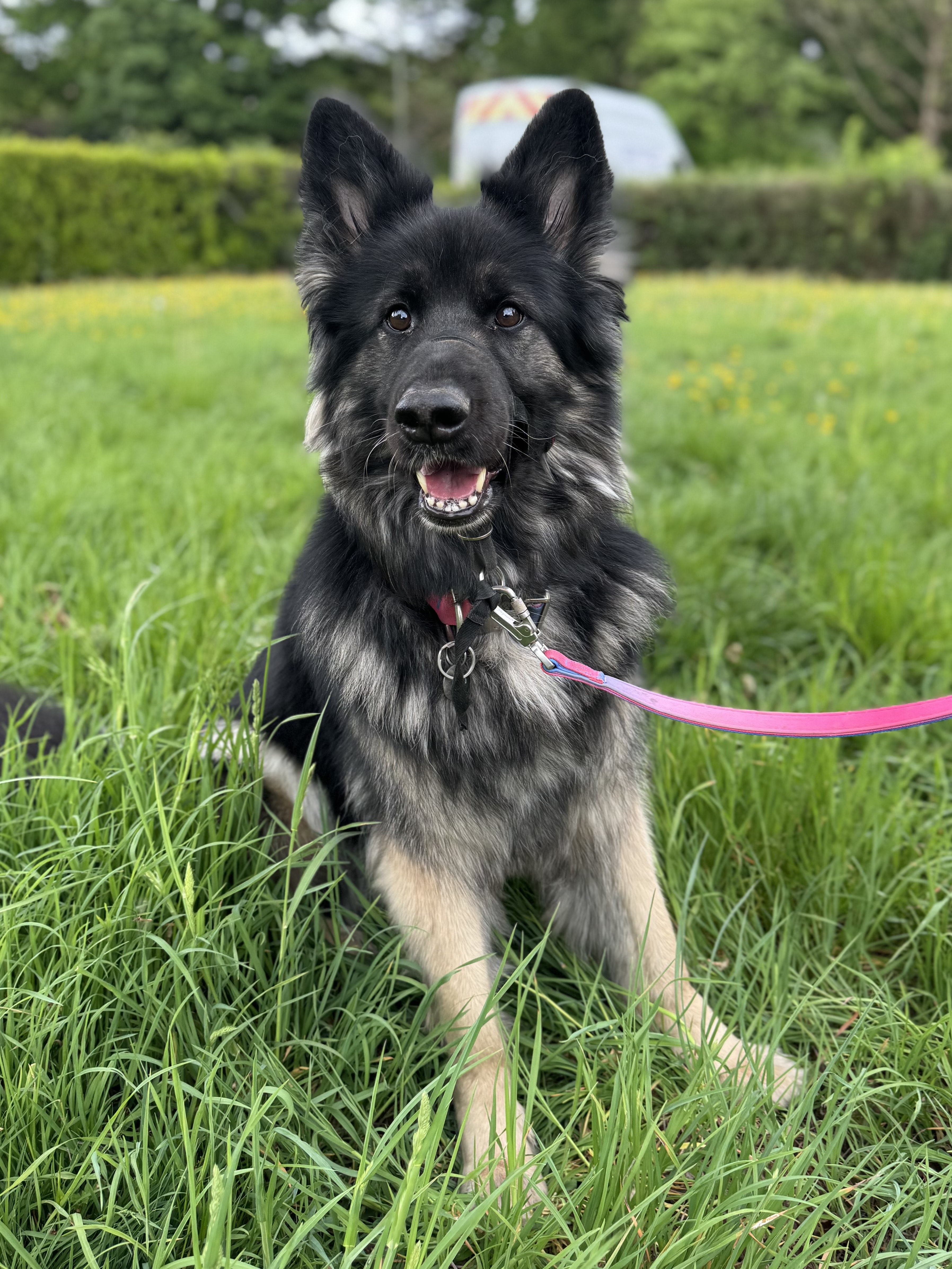RUKIA - SURREY